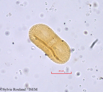 Sylvie.Rouland/Cryptodiscus_didymus_842/Cryptodiscus_didymus_842_0001(copy)_thumb.jpg