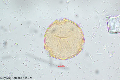 Sylvie.Rouland/Cucumis_trigonus_5073/Cucumis_trigonus_5073_0001(copy)_thumb.jpg