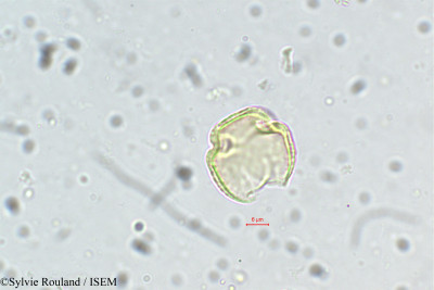 Sylvie.Rouland/Cupania_jackiana_5496/Cupania_jackiana_5496_0001(copy)_thumb.jpg