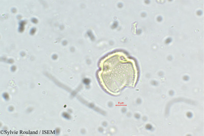 Cupania jackiana - lame n° 5496