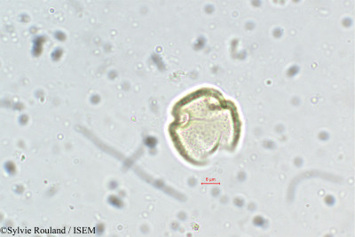 Cupania jackiana - lame n° 5496