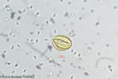 Cupania jackiana - lame n° 5496