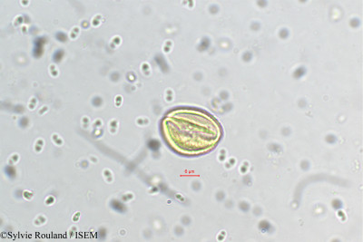 Cupania jackiana - lame n° 5496
