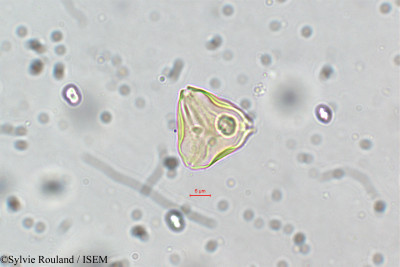 Sylvie.Rouland/Cuphea_antisyphilitica_5835/Cuphea_antisyphilitica_5835_0001(copy)_thumb.jpg