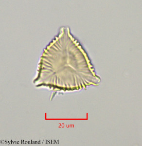 Sylvie.Rouland/Cuphea_carthagenensis_47279/Cuphea_carthagenensis_47279_0001(copy)_thumb.jpg