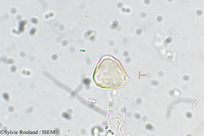 Sylvie.Rouland/Cuphea_ciliata_5428/Cuphea_ciliata_5428_0001(copy)_thumb.jpg