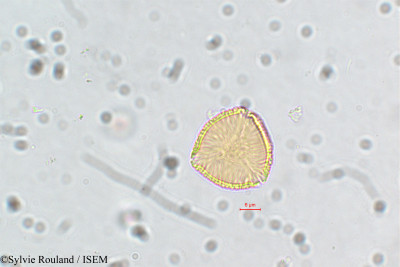 Sylvie.Rouland/Cuphea_cordata_5837/Cuphea_cordata_5837_0001(copy)_thumb.jpg