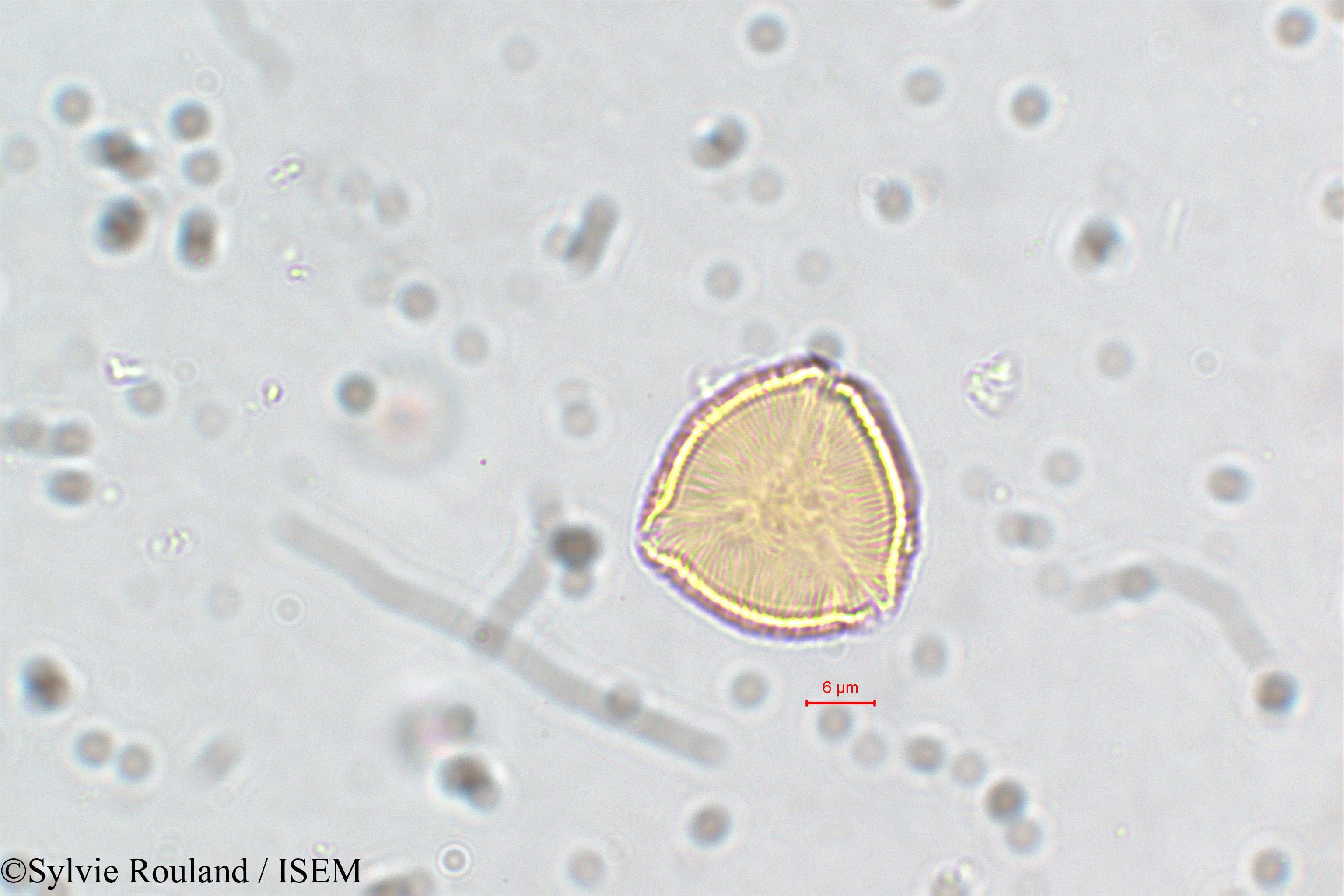 Sylvie.Rouland/Cuphea_cordata_5837/Cuphea_cordata_5837_0002(copy).jpg