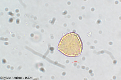 Cuphea cordata - lame n° 5837