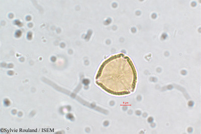 Cuphea cordata - lame n° 5837