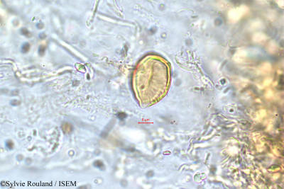 Cuphea cordata - lame n° 5837