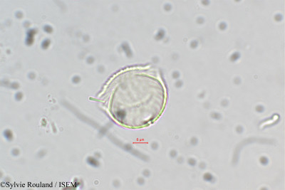 Sylvie.Rouland/Cuphea_dipetala_5434/Cuphea_dipetala_5434_0001(copy)_thumb.jpg