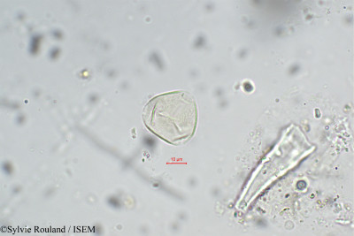 Sylvie.Rouland/Cuphea_serpyllifolia_5425/Cuphea_serpyllifolia_5425_0001(copy)_thumb.jpg