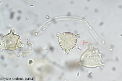 Sylvie.Rouland/Cuphea_strigulosa_5426/Cuphea_strigulosa_5426_0001(copy)_thumb.jpg