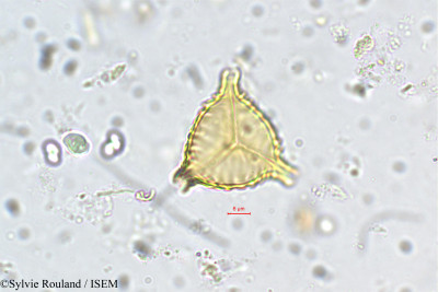 Sylvie.Rouland/Cuphea_strigulosa_5447/Cuphea_strigulosa_5447_0001(copy)_thumb.jpg