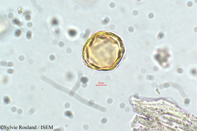 Sylvie.Rouland/Cuphea_vargasii_5838/Cuphea_vargasii_5838_0001(copy)_thumb.jpg