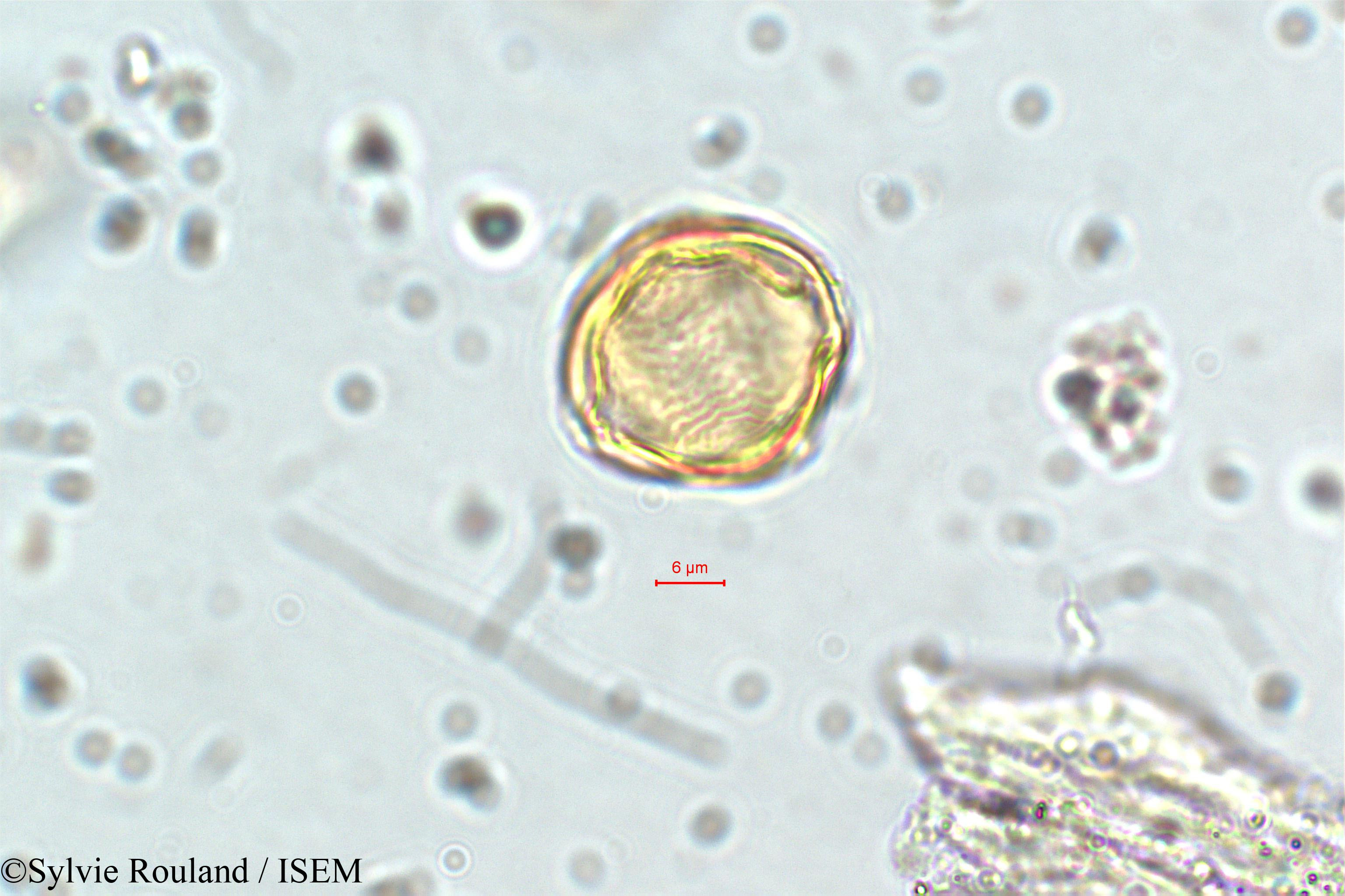 Sylvie.Rouland/Cuphea_vargasii_5838/Cuphea_vargasii_5838_0002(copy).jpg