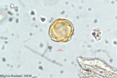 Cuphea vargasii - lame n° 5838