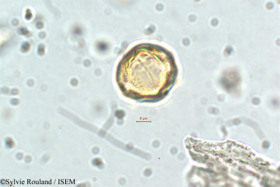 Cuphea vargasii - lame n° 5838