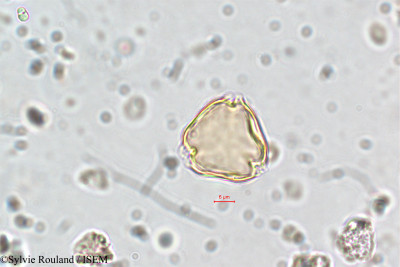 Cuphea vargasii - lame n° 5838