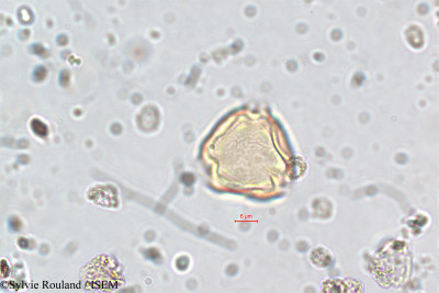 Cuphea vargasii - lame n° 5838