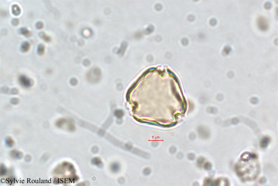 Cuphea vargasii - lame n° 5838