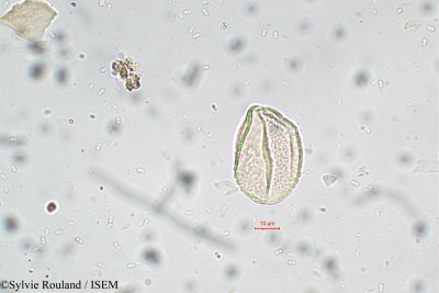Sylvie.Rouland/Cyanotis_tuberosa_5763/Cyanotis_tuberosa_5763_0001(copy)_thumb.jpg