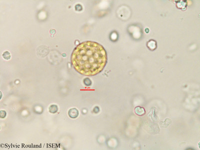 Cyathula madagascariensis - lame n° 91