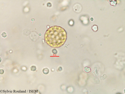 Cyathula madagascariensis - lame n° 91