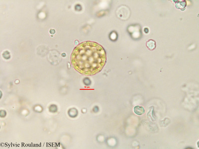Cyathula madagascariensis - lame n° 91