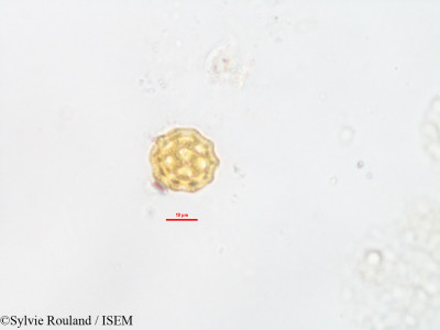 Sylvie.Rouland/Cyathula_perrieriana_89/Cyathula_perrieriana_89_0001(copy)_thumb.jpg