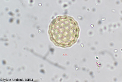 Sylvie.Rouland/Cyathula_uncinulata_82/Cyathula_uncinulata_82_0001(copy)_thumb.jpg