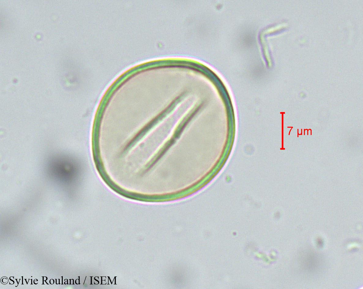 Sylvie.Rouland/Cycas_circinalis_sp_5538/Cycas_circinalis_sp_5538_0001(copy).jpg