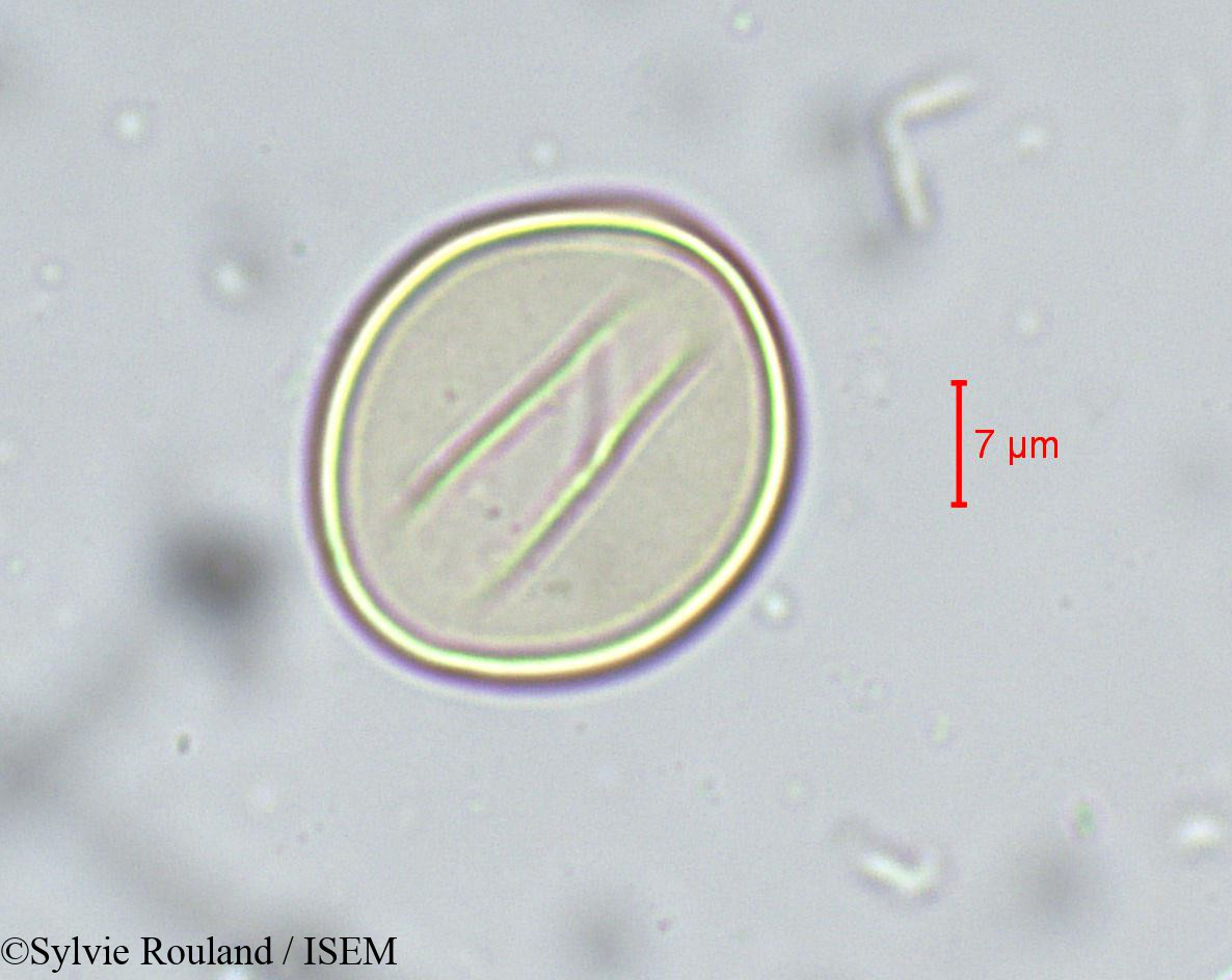 Sylvie.Rouland/Cycas_circinalis_sp_5538/Cycas_circinalis_sp_5538_0002(copy).jpg