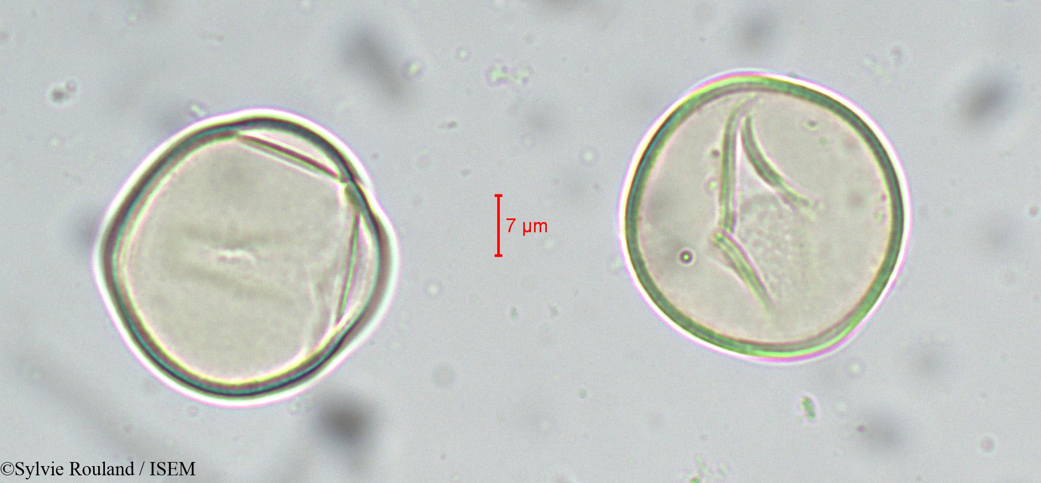 Sylvie.Rouland/Cycas_circinalis_sp_5538/Cycas_circinalis_sp_5538_0003(copy).jpg