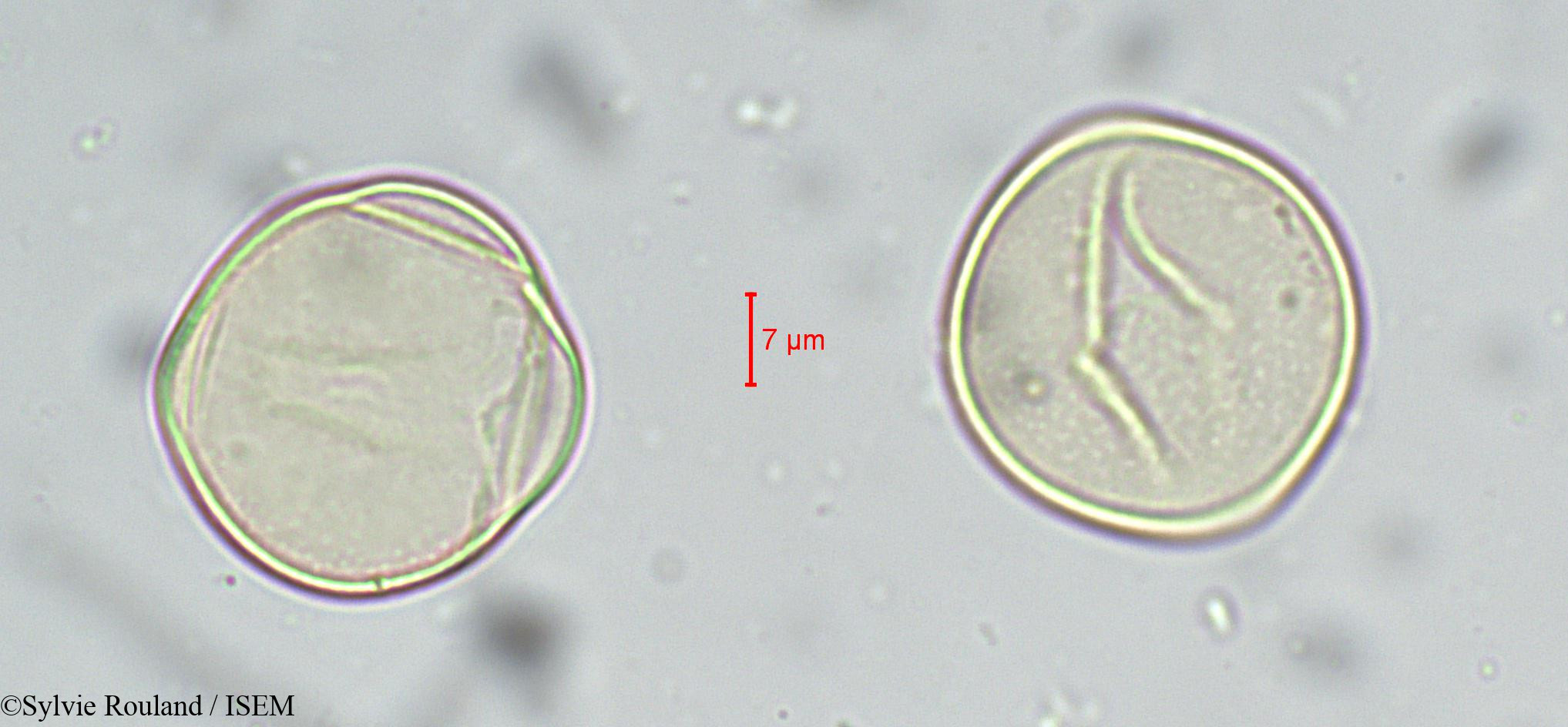 Sylvie.Rouland/Cycas_circinalis_sp_5538/Cycas_circinalis_sp_5538_0004(copy).jpg