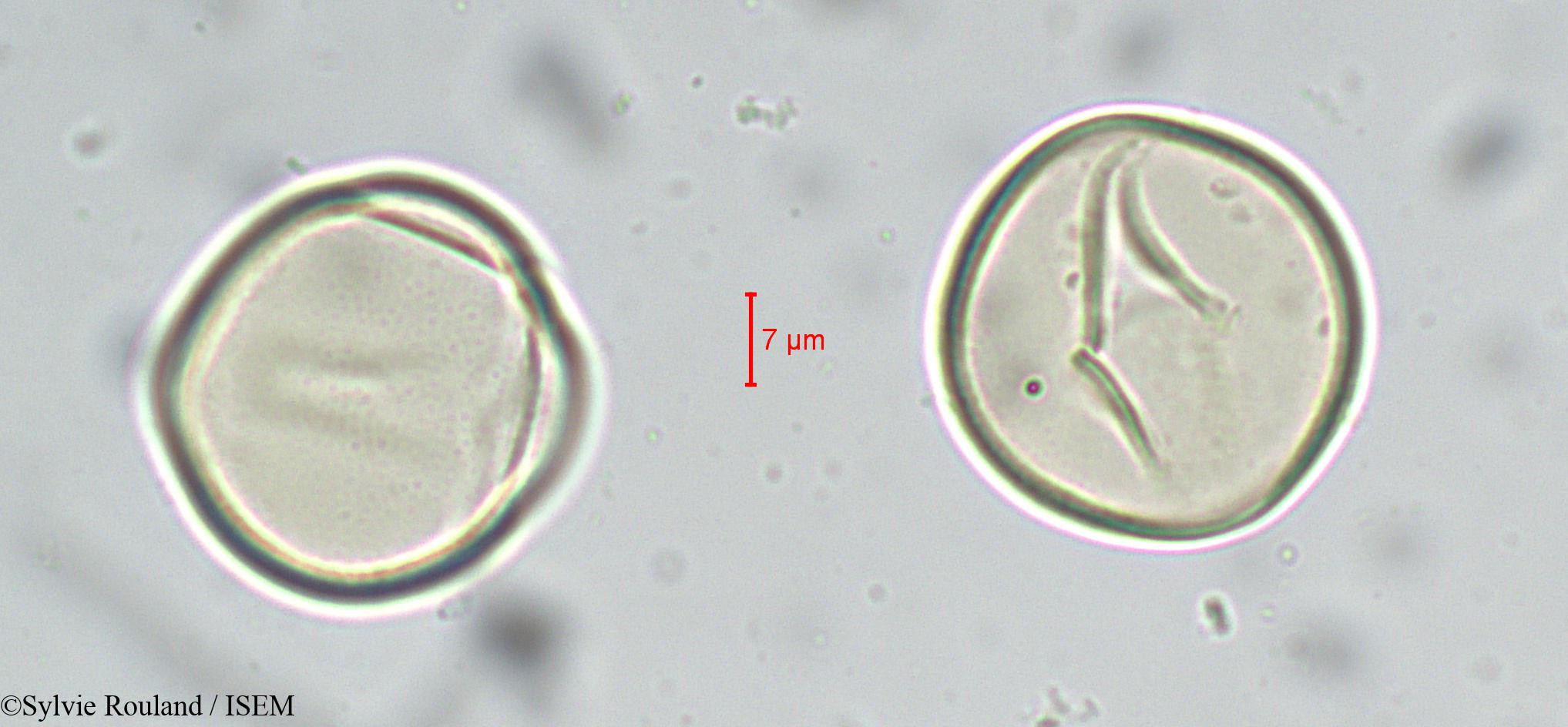Sylvie.Rouland/Cycas_circinalis_sp_5538/Cycas_circinalis_sp_5538_0005(copy).jpg