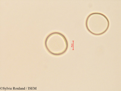 Cycas revoluta - lame n° 28128