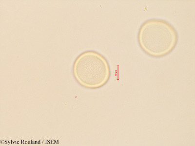 Cycas revoluta - lame n° 28128