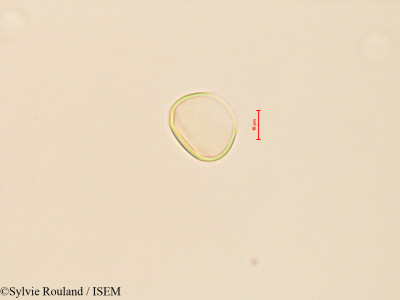 Cycas revoluta - lame n° 28128
