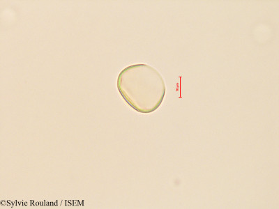 Cycas revoluta - lame n° 28128
