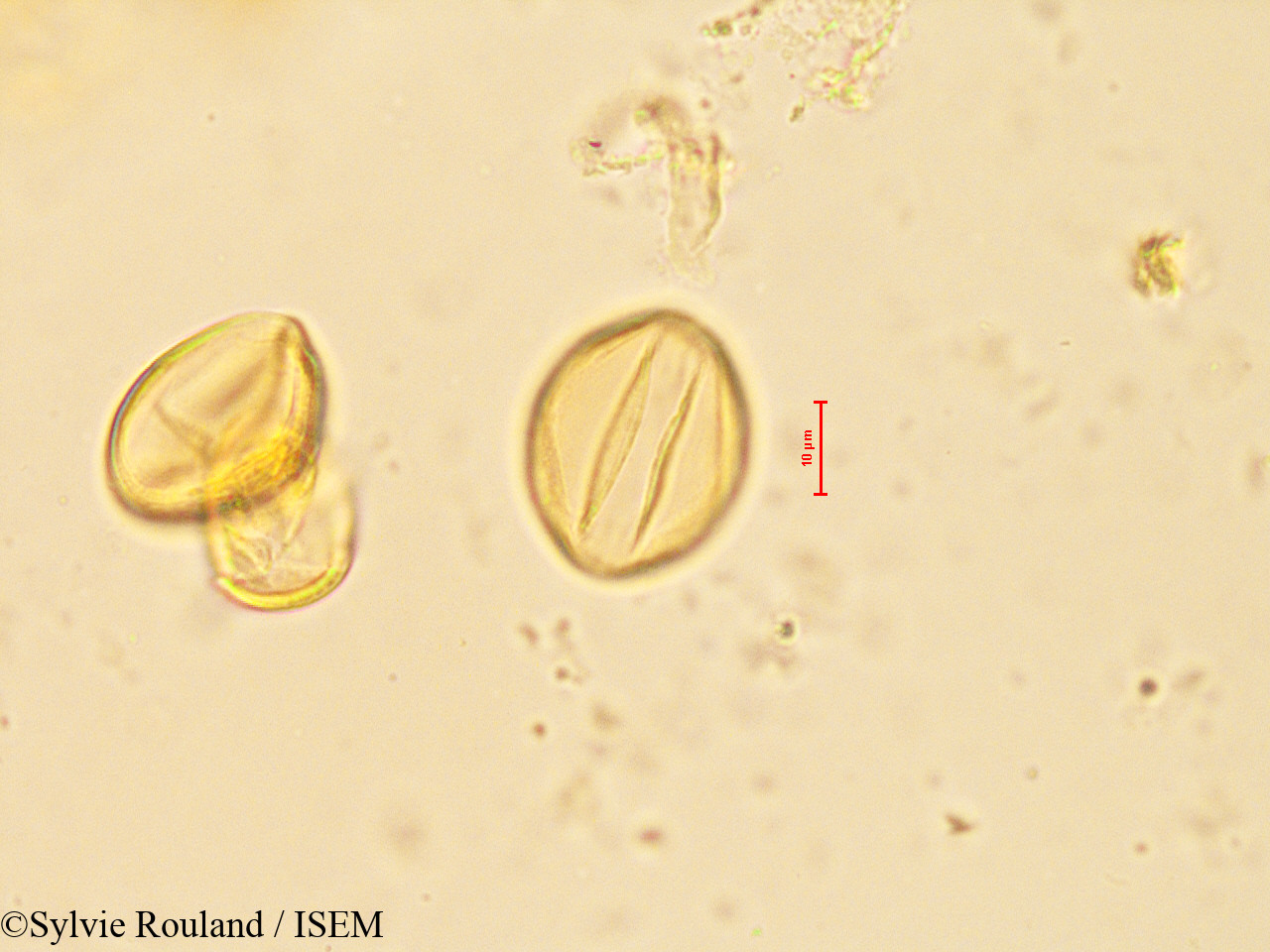 Sylvie.Rouland/Cycas_revoluta_60310/Cycas_revoluta_60310_0006(copy).jpg