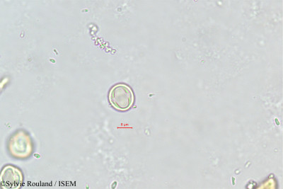 Cyclamen neapolitanum - lame n° 351