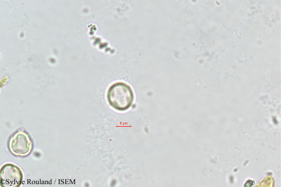 Cyclamen neapolitanum - lame n° 351