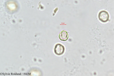 Cyclamen neapolitanum - lame n° 351