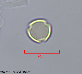Cyclamen persicum - lame n° 47302