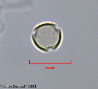 Cyclamen persicum - lame n° 47302