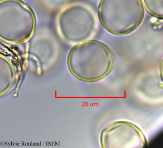 Cyclamen persicum - lame n° 47302