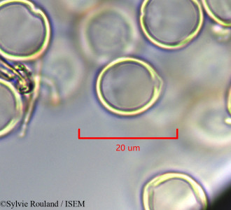 Cyclamen persicum - lame n° 47302
