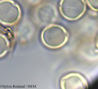 Cyclamen persicum - lame n° 47302